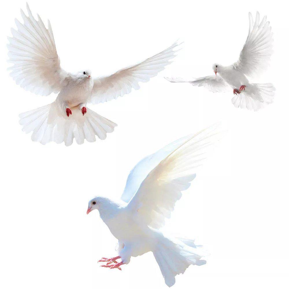 Stiker dinding merpati perdama - Home Center Bathroom Accessories ulasan dan harga