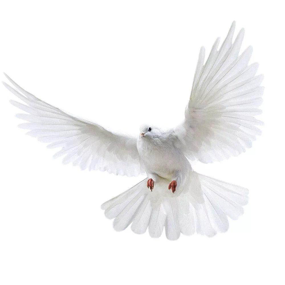Stiker dinding merpati perdama - Home Center Bathroom Accessories ulasan dan harga