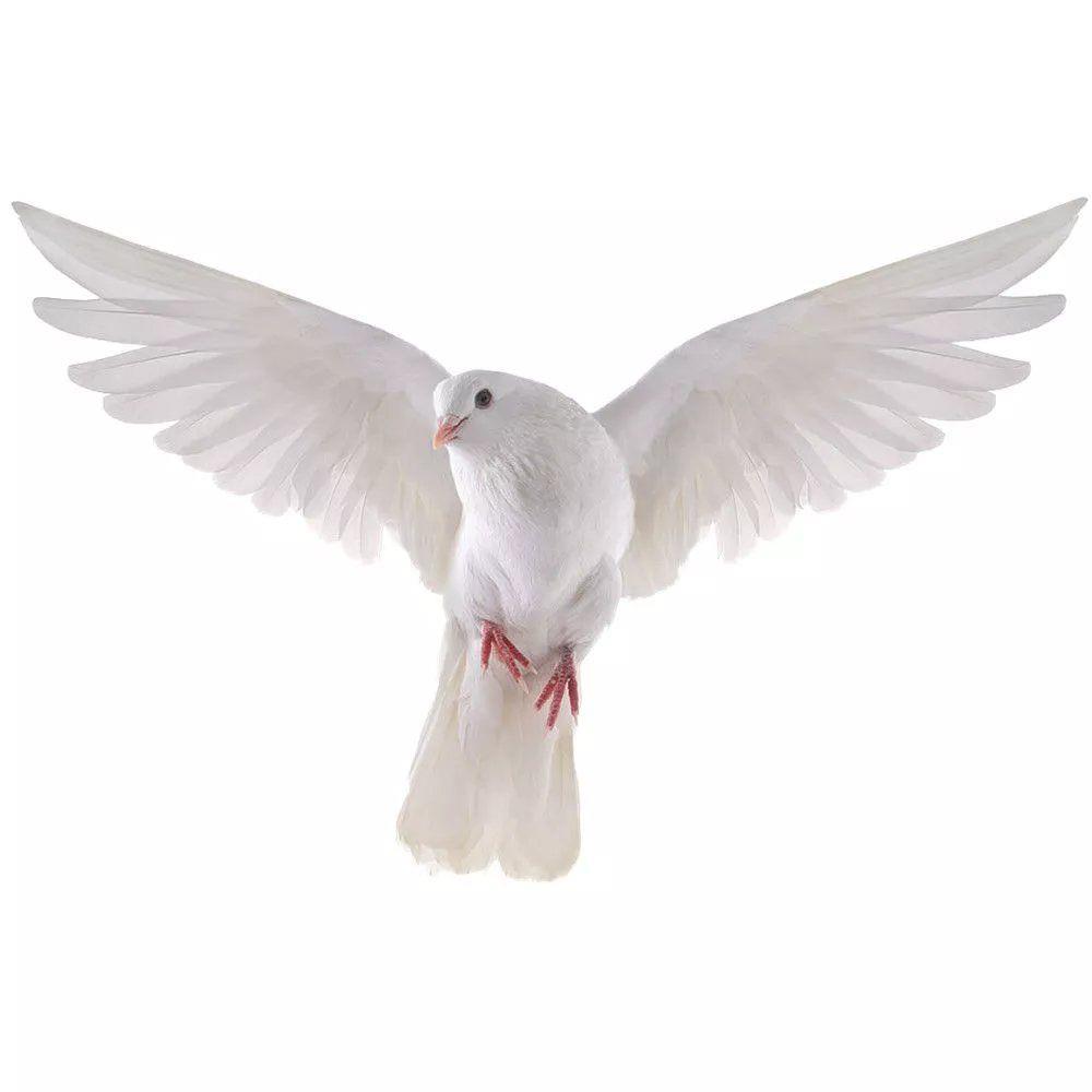 Stiker dinding merpati perdama - Home Center Bathroom Accessories ulasan dan harga