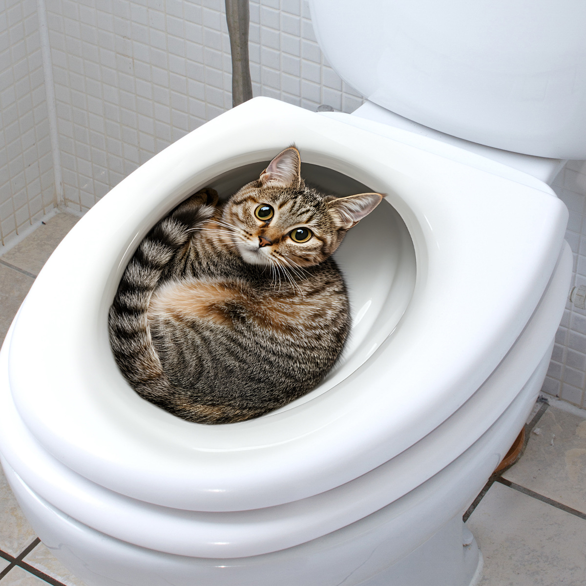 Stiker Toilet Kucing Lucu 3D S - Home Center Bathroom Accessories ulasan dan harga